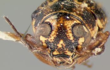 Media type: image; Entomology 8787   Aspect: head frontal view
